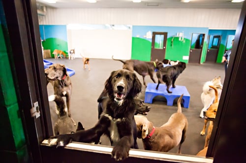 Dog Boarding in Noblesville, IN