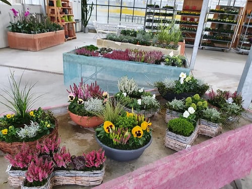 Landwirtschaftlicher Blumenbau Astrid Gerstl in Wallern im Burgenland