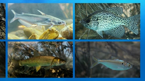 collage of four different fish species
