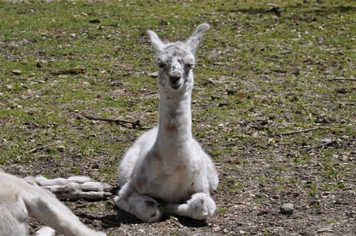 Seeteufel Lama