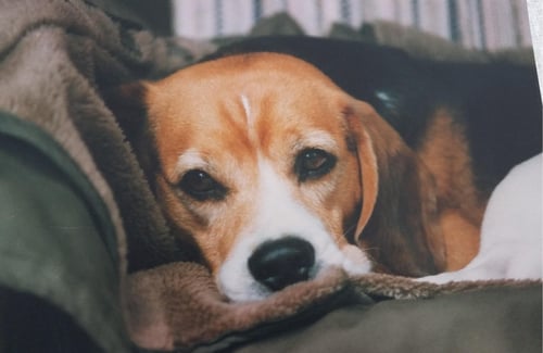 Mag. Gerhild Schwager in Steyr
