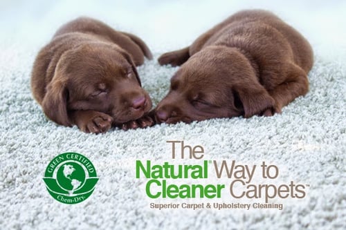 San Diego Pet Urine Removal Treatment