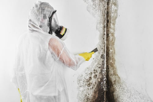 mold remediation Des Moines