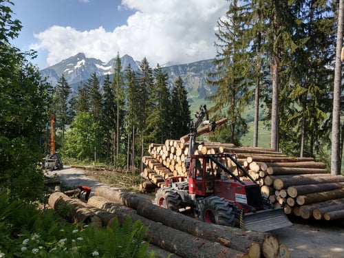 Holzschlag
