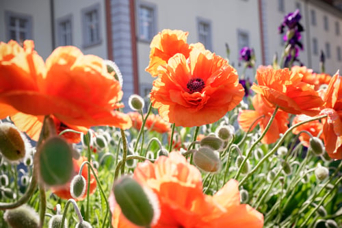 Mohn im Höfligarten
