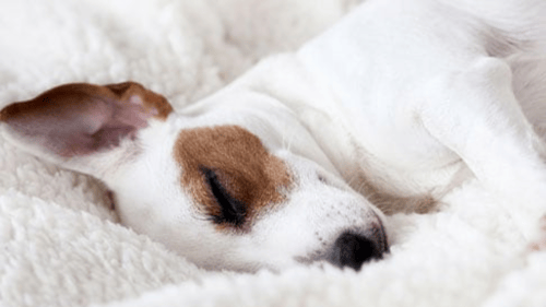 dog sleeping in a dog bed