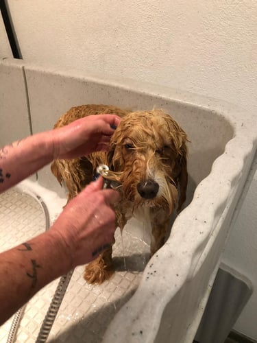 Hundefriseurin - Jaqueline Köninger in Eugendorf