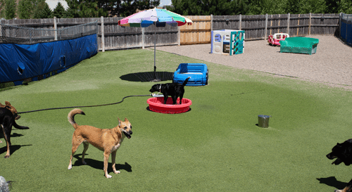 Paws & Pals Premier Pet Resort