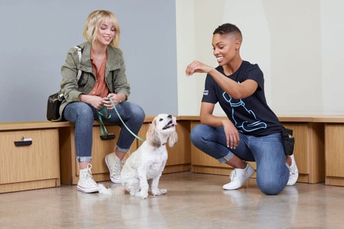 Petco Chico Dog Training