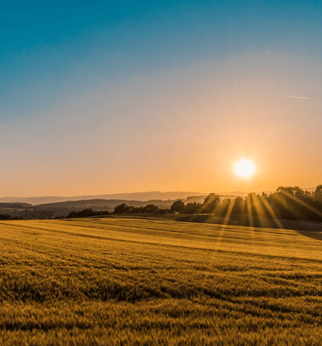 A photo of a lush green field taken during sunset.