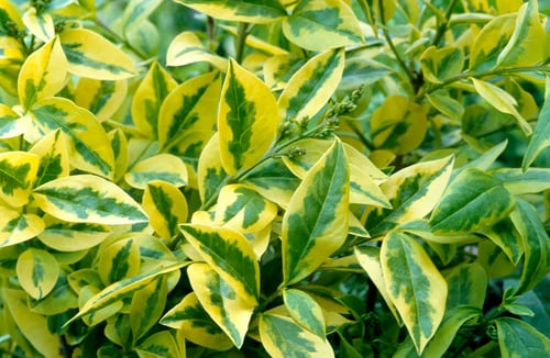 philodendron serpens Philodendron serpens *Grower's Choice* main image 0
