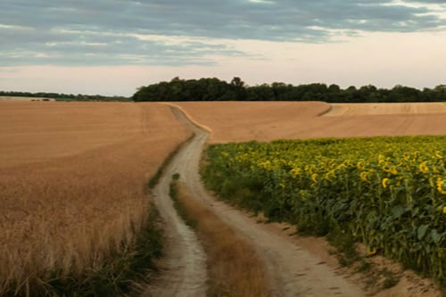 Winding dirt path through golden wheat and vibrant sunflower fields under a cloudy sky at dusk.