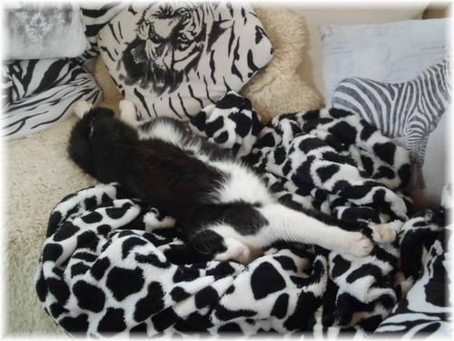 Meine Katze. Ein scheues Büsi. Aber drum ist mein Büro für Katzenallergiker nicht geeignet...