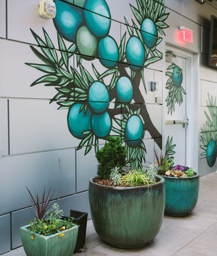 Outdoor commercial plants Charlotte, NC