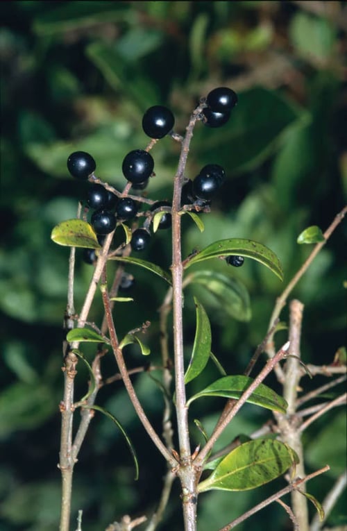 Plants Search