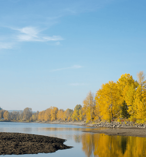 Calm river reflects vibrant yellow autumn trees on the right, under a clear blue sky. Curved shoreline adds depth, evoking serenity.