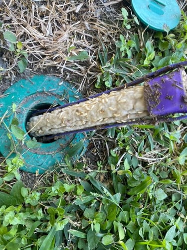 Termites actively consuming the Sentricon® bait stations