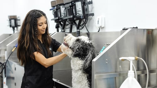 Gilbert Dog Groomer | Sparkle Grooming Co.