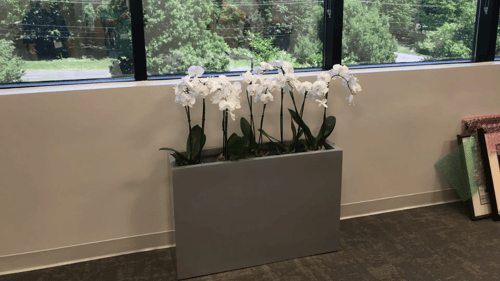 interior plant display in an office