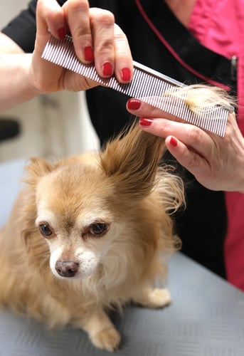 Dogs Spa - Wien
