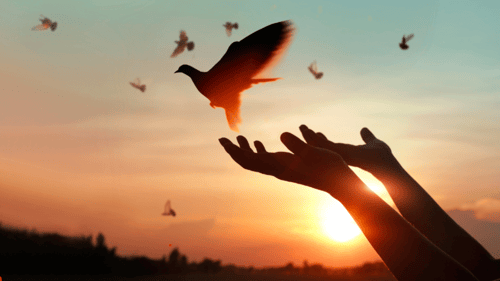 set of hands releasing a bird during sunset