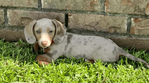 Mini Dachshund laying in front of a brick wall