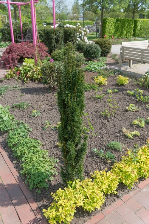 Plants Search