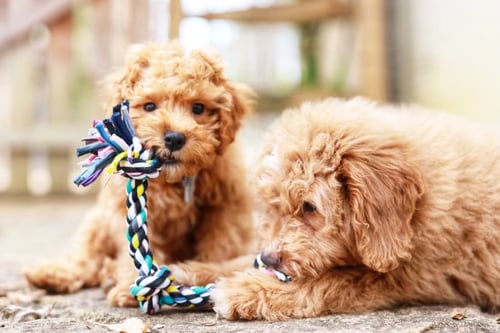 Georgia Puppies Online