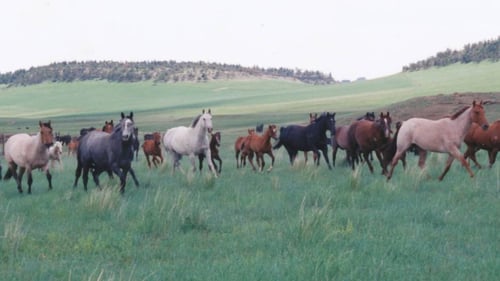 horses in field at ranch