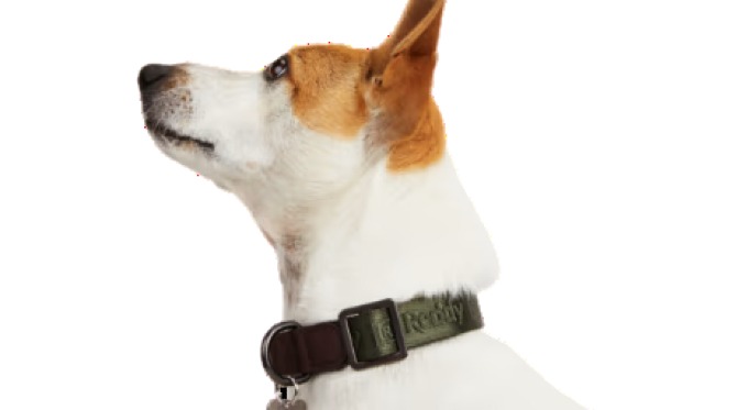 Petco Dog Training