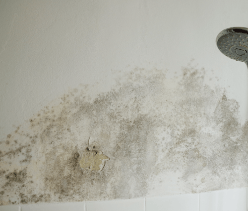 Mold Remediation Restoration1 Reno-Tahoe