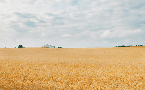Field of wheat under a partly cloudy blue sky