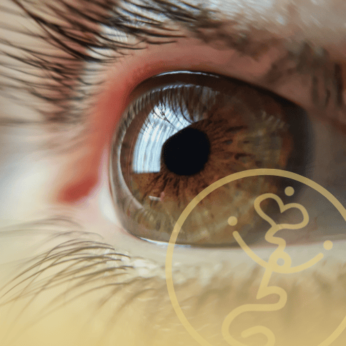 Irisdiagnose beim Heilpraktiker – Analyse der Regenbogenhaut zur Erkennung von körperlichen Schwächen, Belastungen und Konstitution. Ganzheitliche Diagnostik in der Naturheilpraxis in Erfurt – sanfte, präzise und individuell.
Heilpraktikerpraxis Daniela Koch in Erfurt Thüringen.