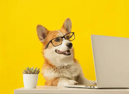 Dog using the computer