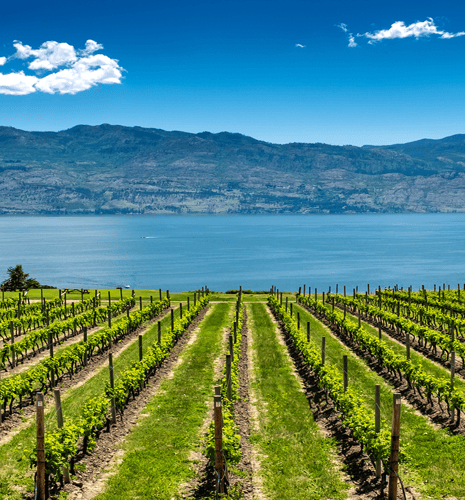 Rows of grapes lead down to the waters of Okanagan Lake near Kelowna, with the Rocky Mountains, blue sky and white clouds in the background.