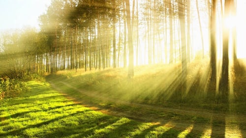 Latvia Timber International, SIA, visa veida kokmateriāli