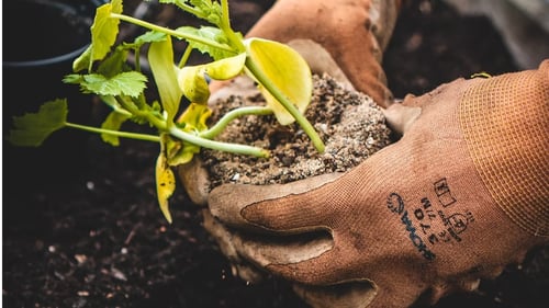Planting New Plant