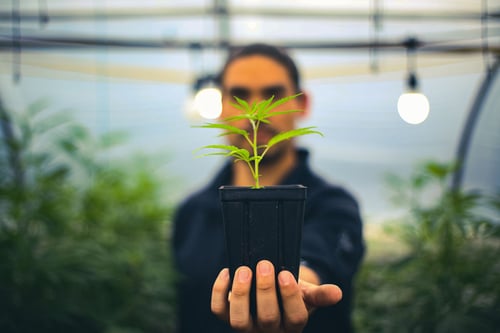 THE Dispensary employee holding Cannabis plant