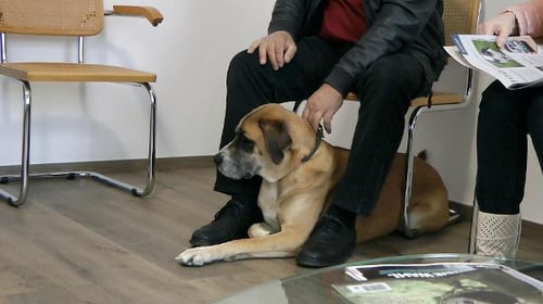 Tierärztliche Gemeinschaftspraxis Wieland & Fleischhacker 7222 Rohrbach bei Mattersburg