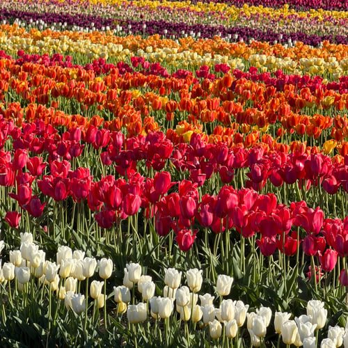 Tulip field