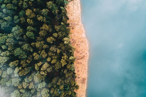 Aerial view of a tranquil scene with a dense, green forest on the left, meeting a sandy shore and calm blue water on the right, evoking serenity.