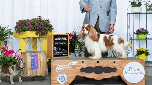 Cavalier dog on pedestal at a dog show