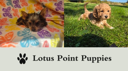 2 Puppies with Lotus Point Puppies Logo