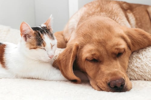 Golden Heart Veterinary Care Lake Nona hospital