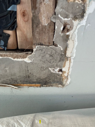 Mold removal services