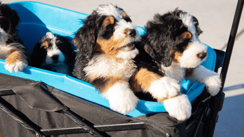 four dogs riding in a wagon