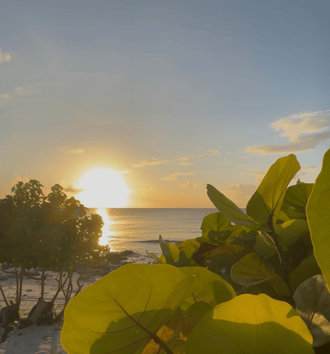 Sunset beach scene with tropical vegetation. Bright sun low on the horizon over calm ocean water, casting golden light across the sea. Foreground features large green tropical leaves (possibly sea grape or similar beach plant) in sharp focus. Mangrove trees visible along the shoreline on the left. Clear sky with scattered clouds in warm tones of yellow and orange.