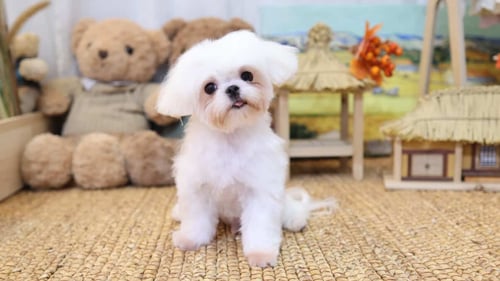 Small white puppy sitting on carpet