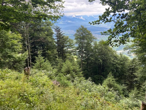 Jungwald