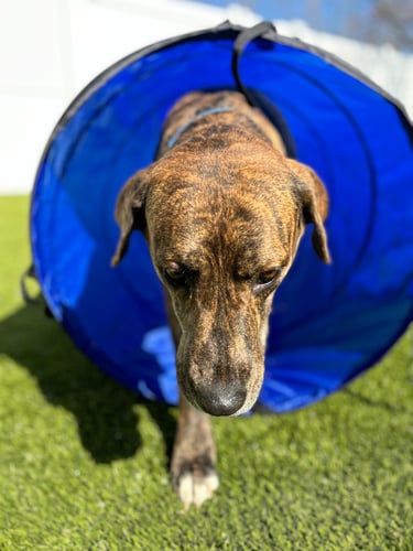 Dog coming through a blue agility tunnel on artificial turf at Playtime Pet Resort Downingtown.
